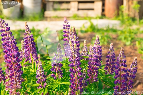 Image of Decorative flower