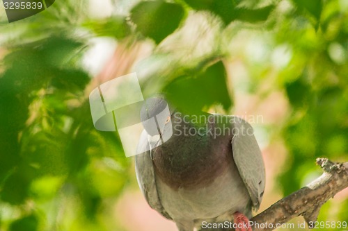 Image of Pigeons around bird feeders  