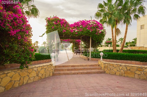 Image of Exotic flowers and plants Egypt