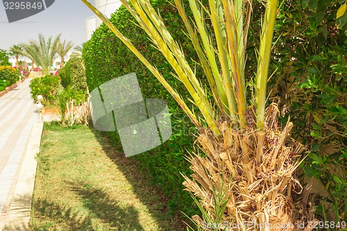Image of Exotic flowers and plants Egypt