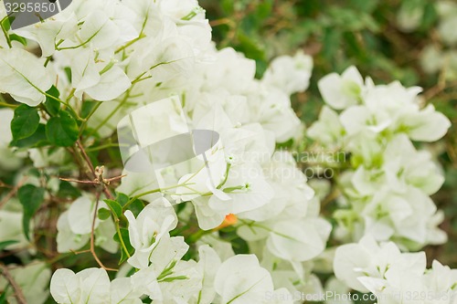 Image of Exotic flowers and plants Egypt