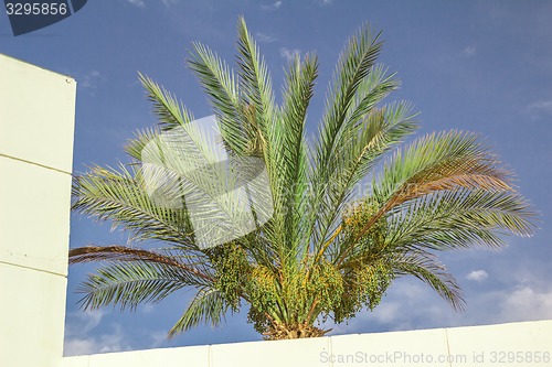 Image of Exotic flowers and plants Egypt