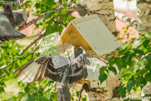 Image of Pigeons around bird feeders  