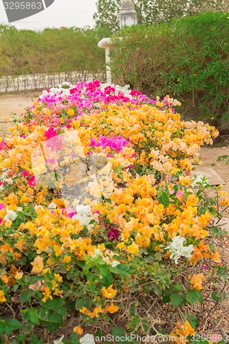 Image of Exotic flowers and plants Egypt