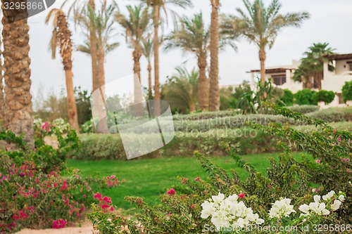 Image of Exotic flowers and plants Egypt