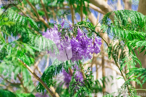 Image of Exotic flowers and plants Egypt