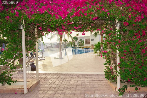 Image of Exotic flowers and plants Egypt