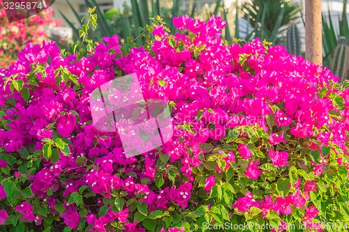 Image of Exotic flowers and plants Egypt