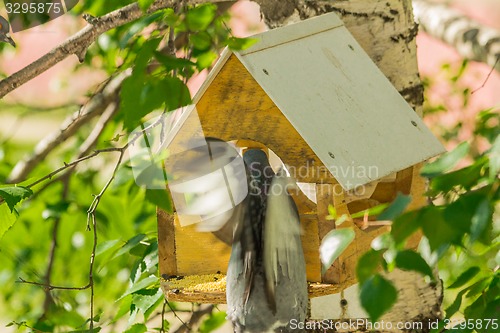 Image of Pigeons around bird feeders  