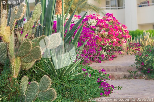 Image of Exotic flowers and plants Egypt