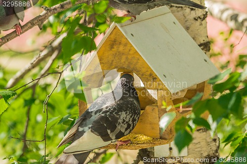 Image of Pigeons around bird feeders  