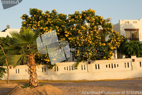 Image of Exotic flowers and plants Egypt