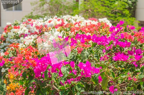 Image of Exotic flowers and plants Egypt