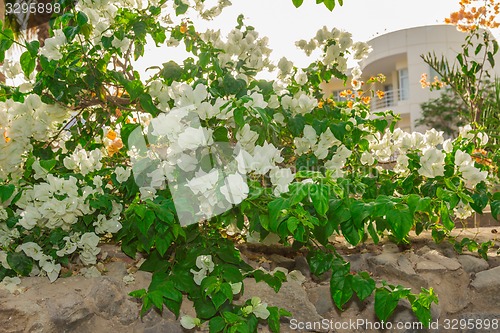 Image of Exotic flowers and plants Egypt