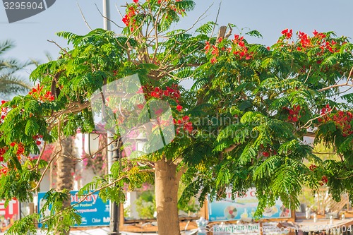 Image of Exotic flowers and plants Egypt