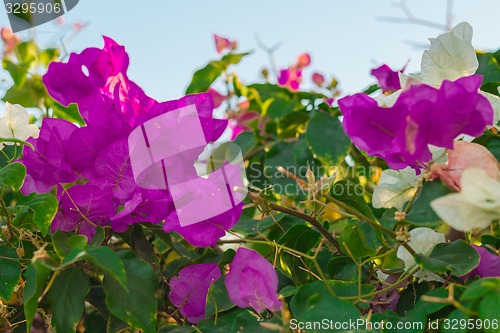 Image of Exotic flowers and plants Egypt