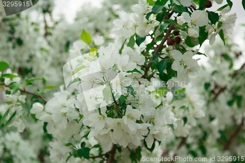 Image of Exotic flowers and plants Egypt