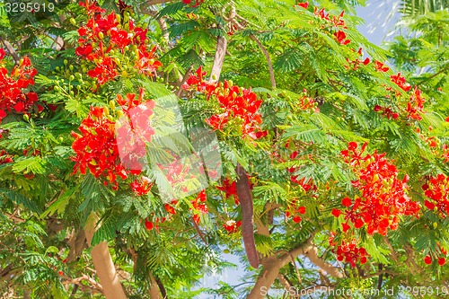 Image of Exotic flowers and plants Egypt