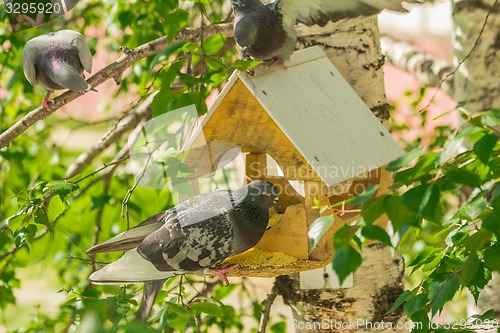 Image of Pigeons around bird feeders  