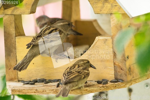 Image of Sparrows arrived