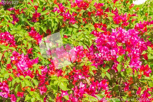 Image of Exotic flowers and plants Egypt