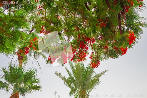 Image of Exotic flowers and plants Egypt