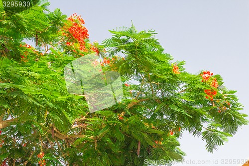 Image of Exotic flowers and plants Egypt