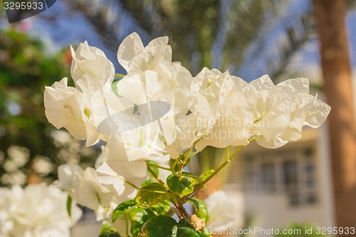 Image of Exotic flowers and plants Egypt