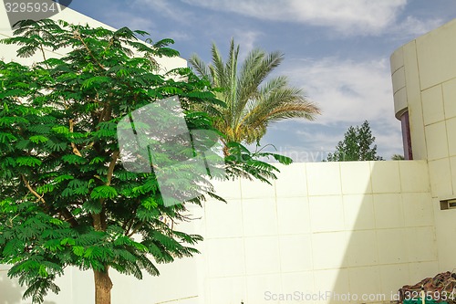 Image of Exotic flowers and plants Egypt