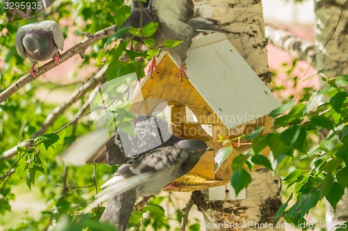 Image of Pigeons around bird feeders  