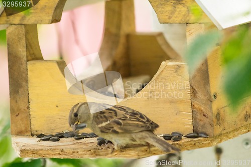 Image of Sparrows arrived