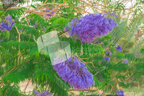 Image of Exotic flowers and plants Egypt