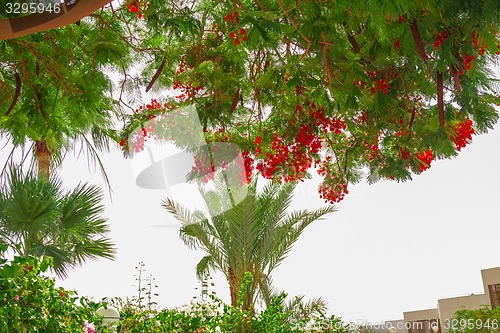 Image of Exotic flowers and plants Egypt