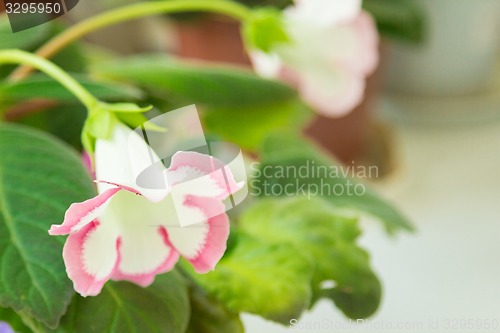 Image of Exotic flowers and plants Egypt