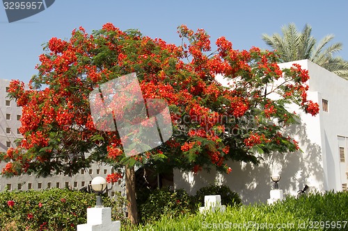 Image of Exotic flowers and plants Egypt