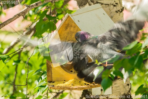 Image of Pigeons around bird feeders  