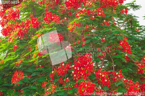 Image of Exotic flowers and plants Egypt