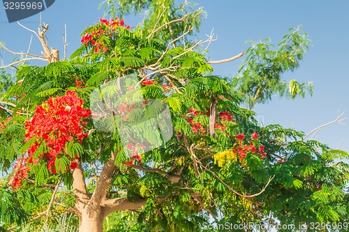 Image of Exotic flowers and plants Egypt
