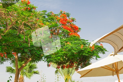 Image of Exotic flowers and plants Egypt