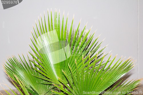 Image of Exotic flowers and plants Egypt