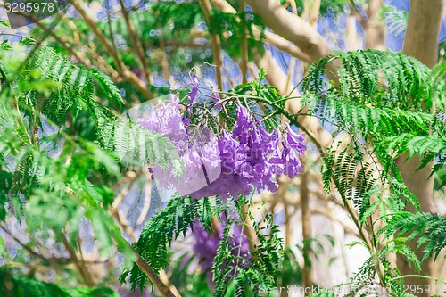 Image of Exotic flowers and plants Egypt
