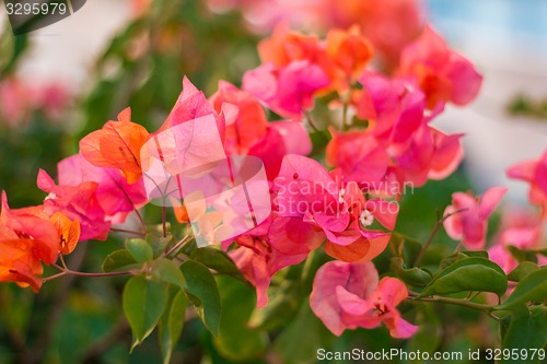 Image of Exotic flowers and plants Egypt