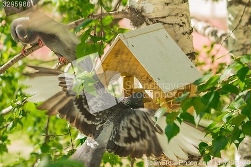Image of Pigeons around bird feeders  