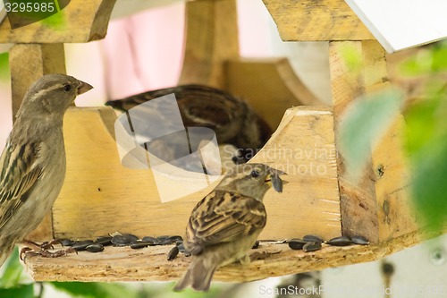 Image of Sparrows arrived