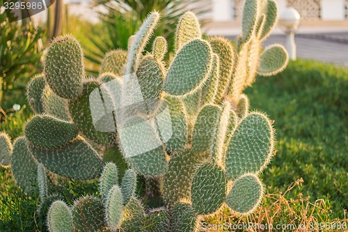 Image of Exotic flowers and plants Egypt