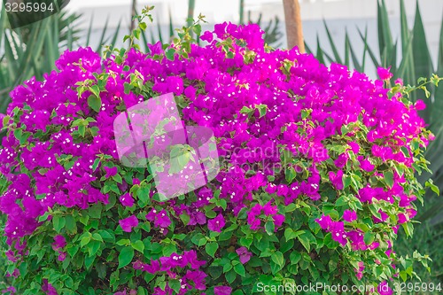 Image of Exotic flowers and plants Egypt