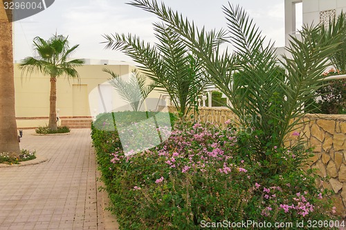 Image of Exotic flowers and plants Egypt