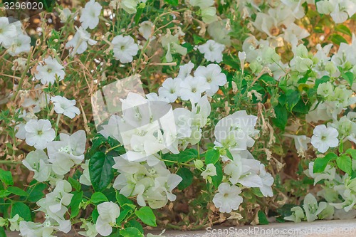 Image of Exotic flowers and plants Egypt