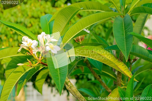 Image of Exotic flowers and plants Egypt