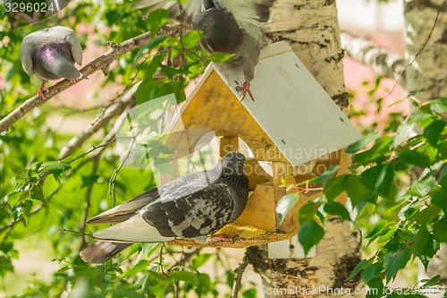Image of Pigeons around bird feeders  